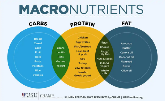 Metabolism - Carbs, Proteins, and Fats Defined